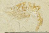 Three Cretaceous Fossil Shrimp - Lebanon #375799-2